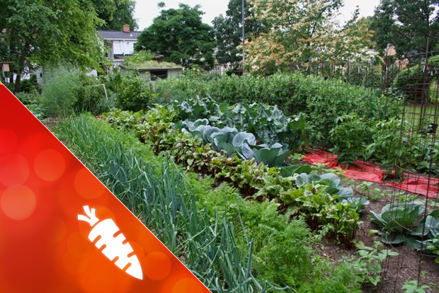 Der Gemusegarten Im Herbst Tipps Tricks Energieleben