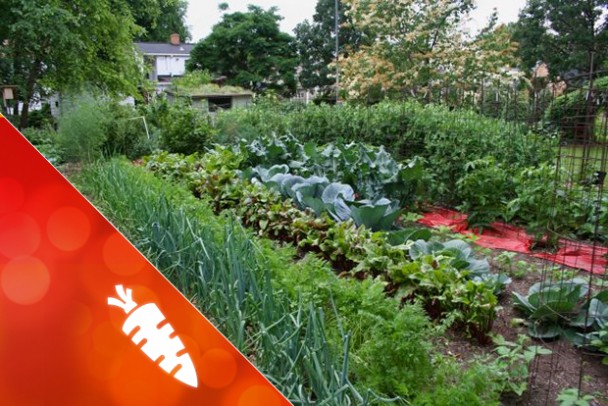 Der Gemüsegarten im Herbst Tipps&Tricks Energieleben