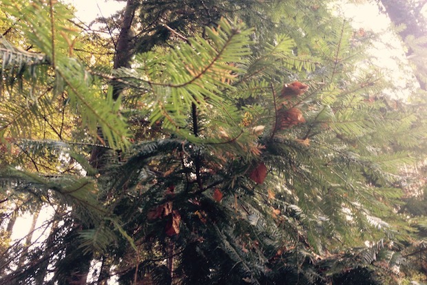 Der ökologische Weihnachtsbaum