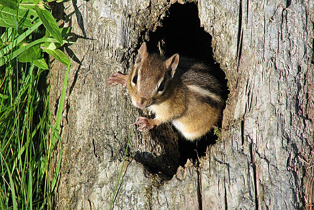 Streifenhörnchen - invasive Art