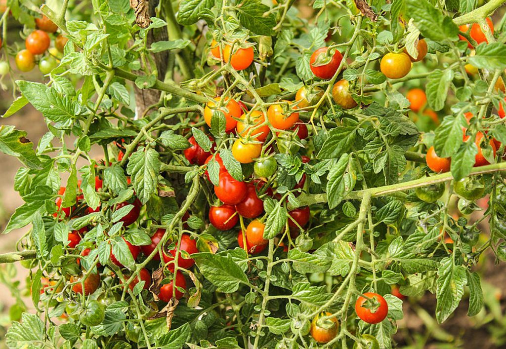 4. Sud aus der Tomatenpflanze