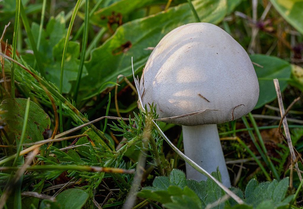 8. Wiesenchampignon