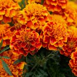 4. Tagetes