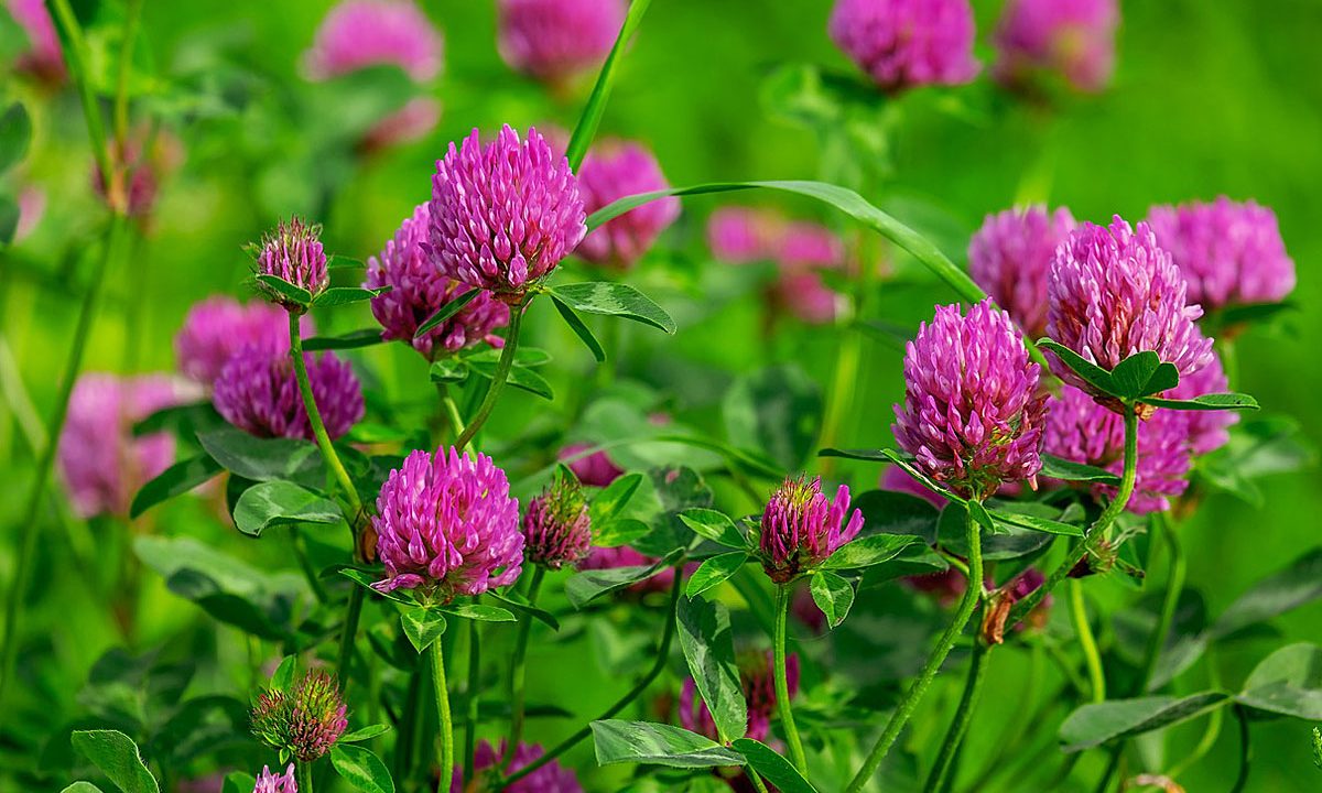 5. Lass Blumen auf deinem Rasen wachsen.