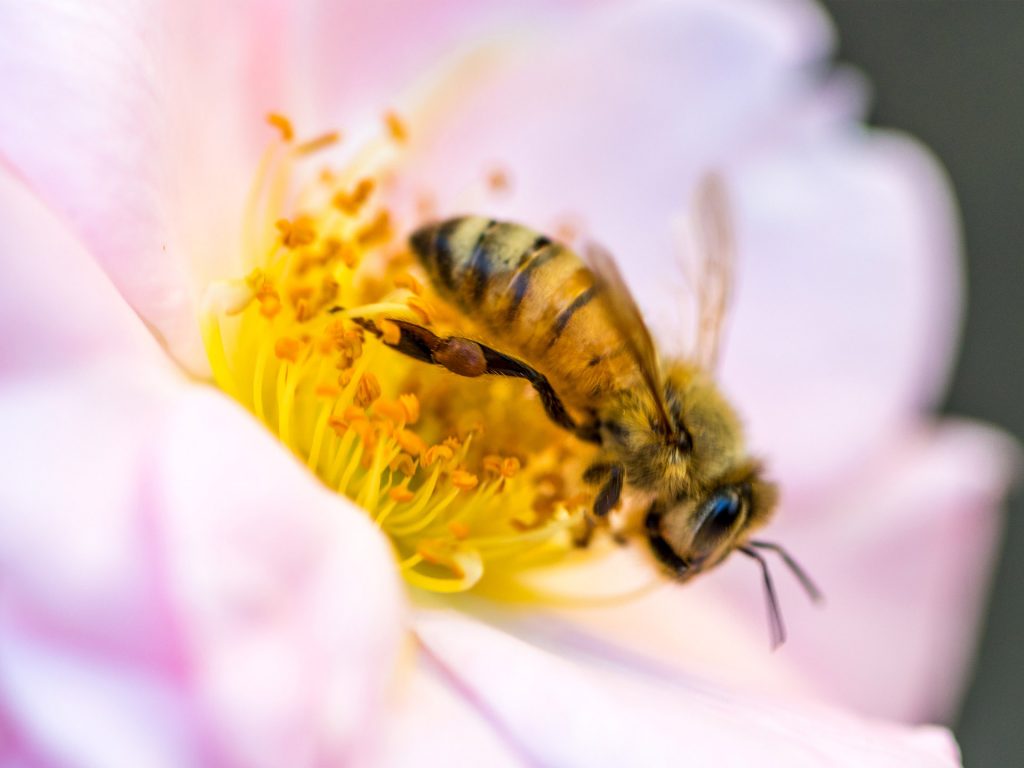 Stopp dem Bienensterben