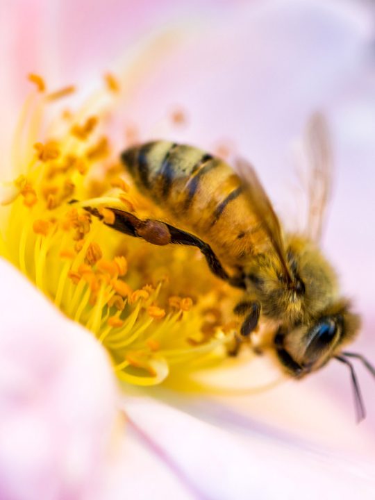 Stopp dem Bienensterben