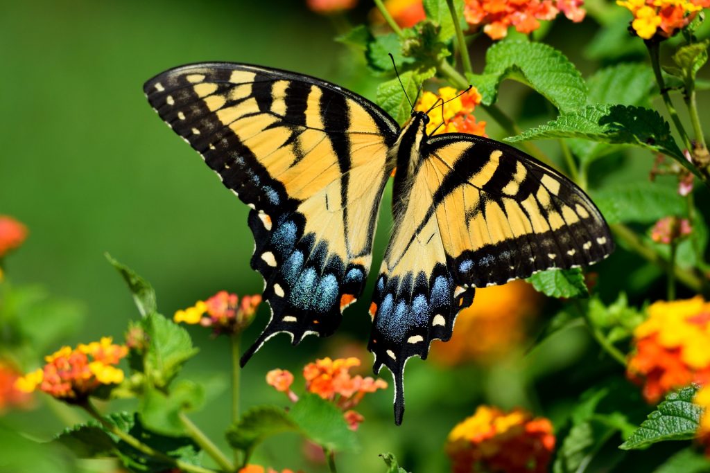 schmetterling