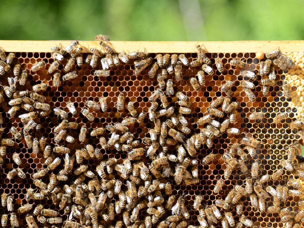 Bienen auf der Wabe