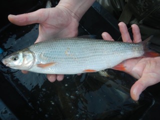 Nase (Chondrostoma nasus) – eine der Leitarten. -Fotocredit: ezb (Technische Büros für Angewandte Gewässerökologie, Fischereiwirtschaft, Kulturtechnik und Wasserwirtschaft)