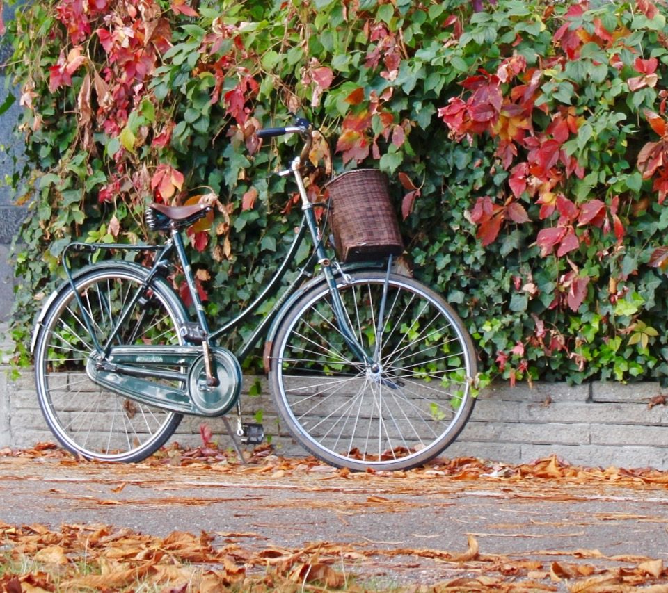 Radfahren im Herbst (C) the green walnuts