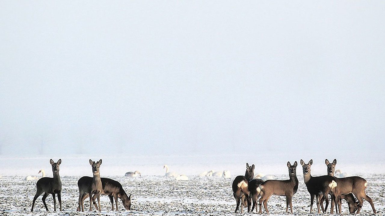 5. Wildtiere leiden besonders. Für sie kann ein Feuerwekr lebensbedrohlich werden. - Fotocredit: Pixabay/hansbenn