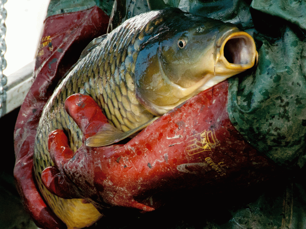 Photo von Jürgen Schmücking fürBiofisch