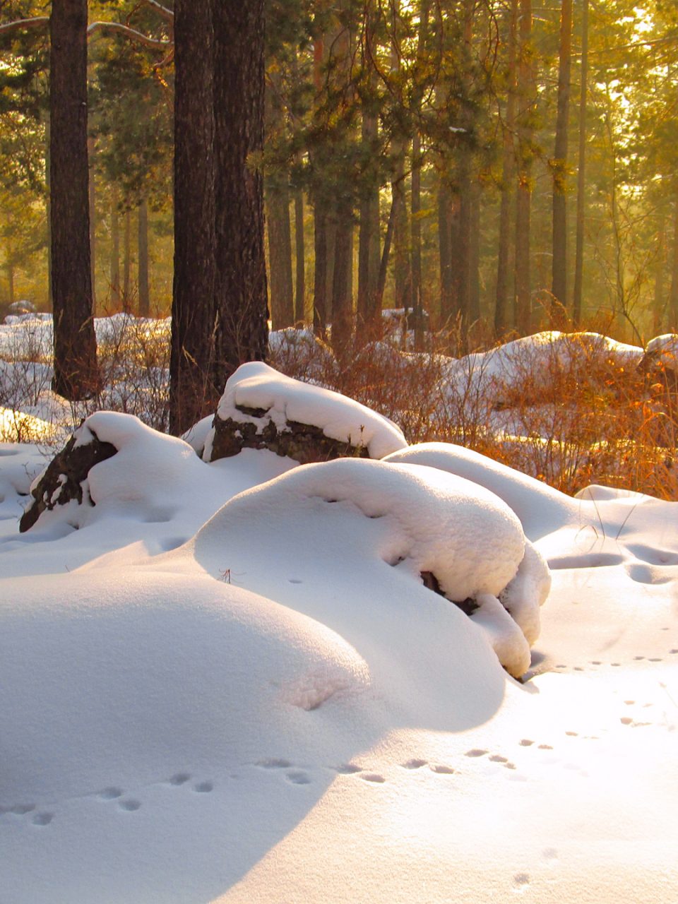 Photocredit: pixabay.com/alektra