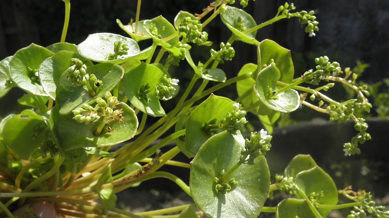 Junge Blätter, Stängel und auch Blüten des gewöhnlichen Tellerkrauts können roh gegessen werden und haben im Gegensatz zu anderen Salatpflanzen wenig Nitrat. Foto: Wikimedia