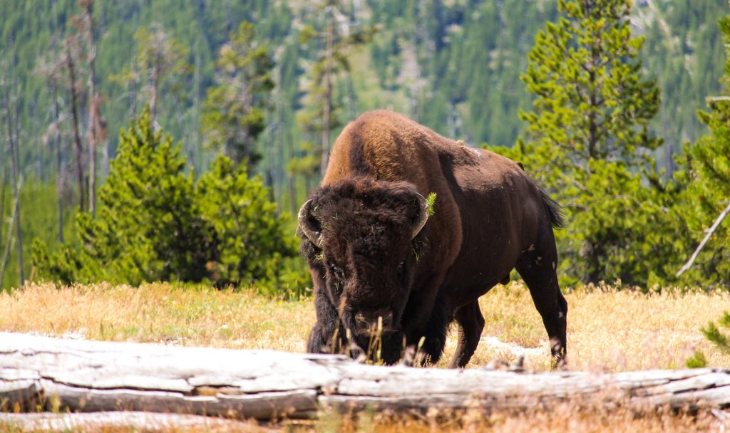 Bisons könnten wieder häufiger gesehen werden. Bild: Unsplash (https://unsplash.com/photos/bSp9pJGR4tU)