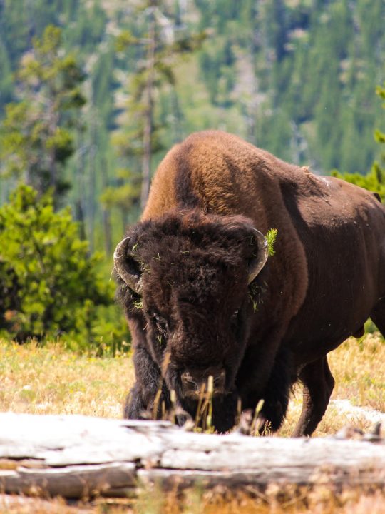 Bisons könnten wieder häufiger gesehen werden. Bild: Unsplash (https://unsplash.com/photos/bSp9pJGR4tU)