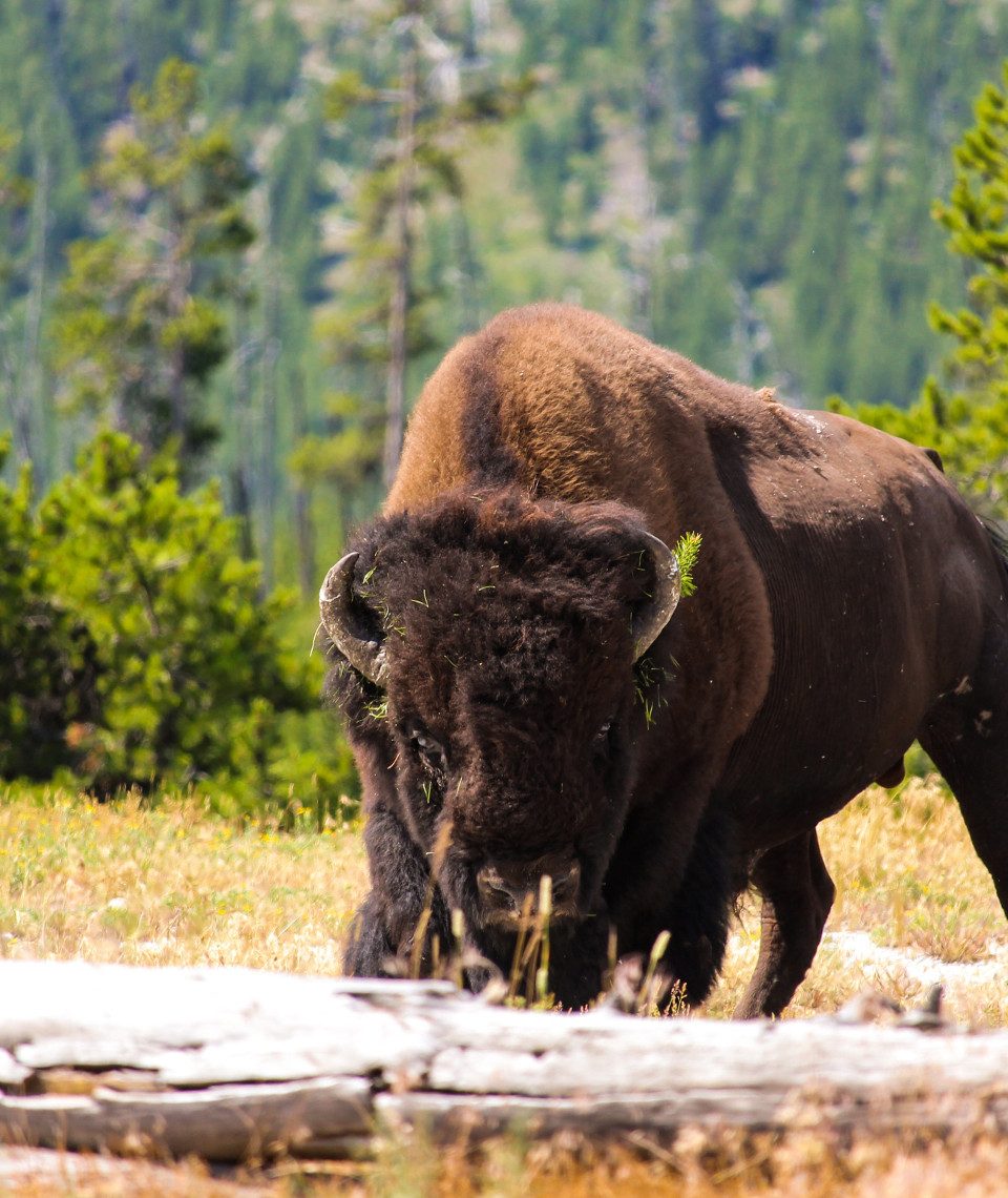 Bisons könnten wieder häufiger gesehen werden. Bild: Unsplash (https://unsplash.com/photos/bSp9pJGR4tU)