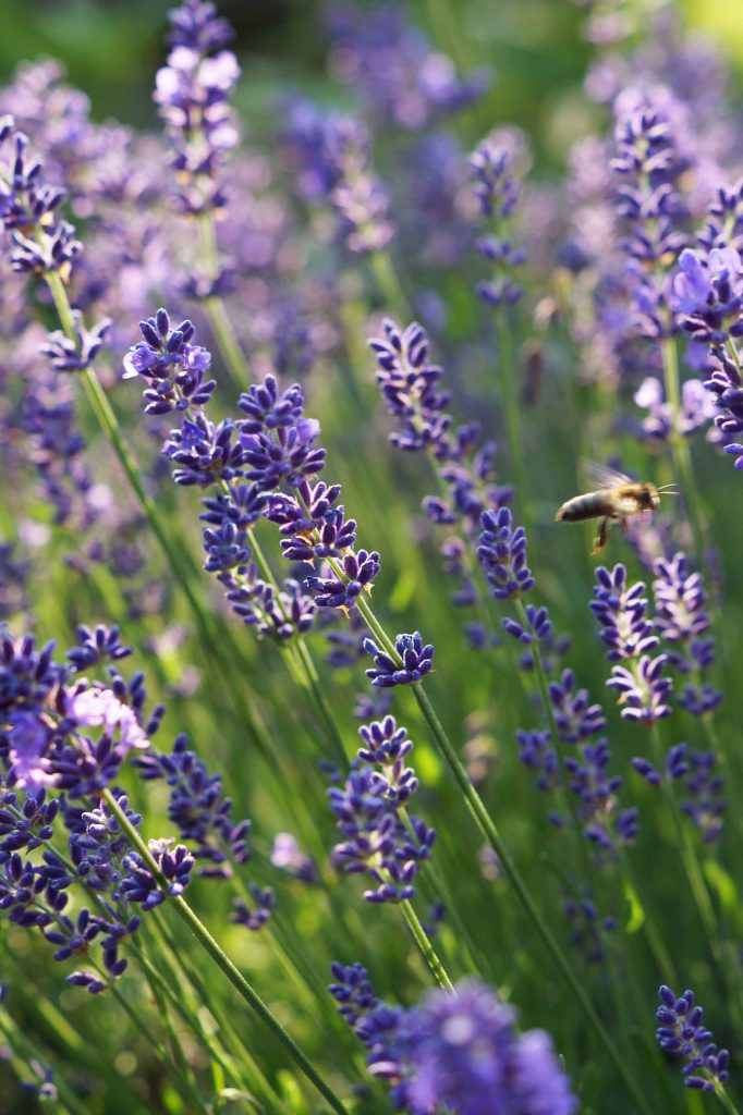 Lavendel im Garten. - Fotocredit: Doris Kern