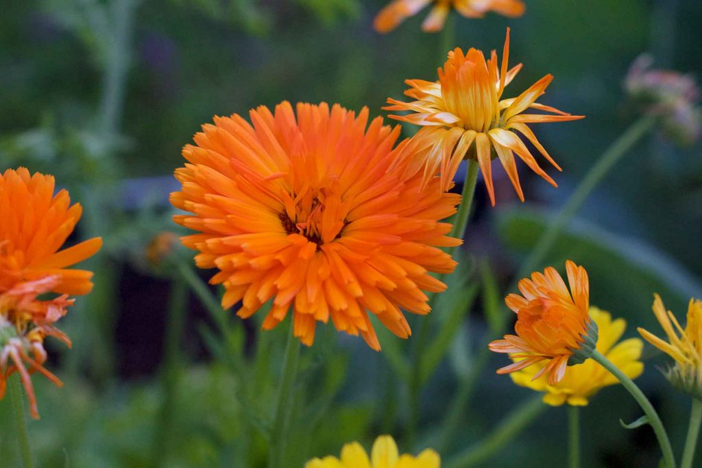 Ringelblume - die Wundheilerin aus dem Garten. – Fotocredit: Doris Kern