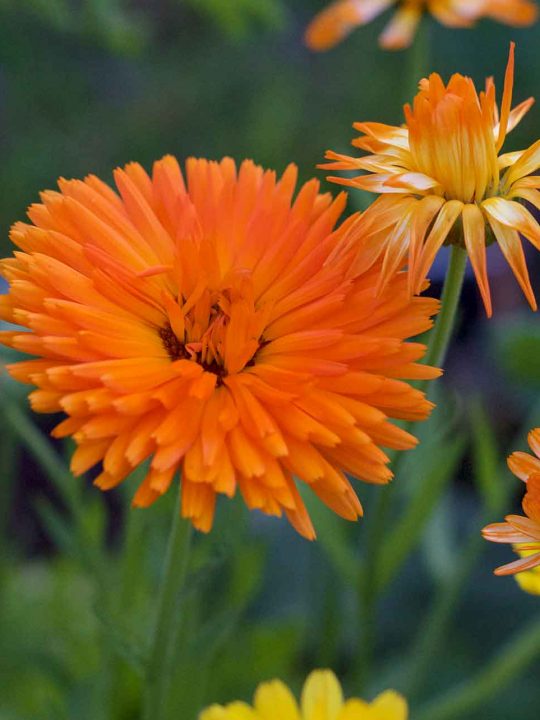 Ringelblume - die Wundheilerin aus dem Garten. – Fotocredit: Doris Kern