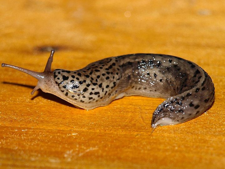 Nacktschnecken Invasive Gartenbewohner Energieleben