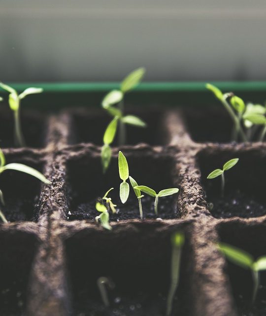 Pflanzen anbauen Mitten in der Stadt? Urban Farming wird immer beliebter – Foto: © Markus Spiske / pixabay.com