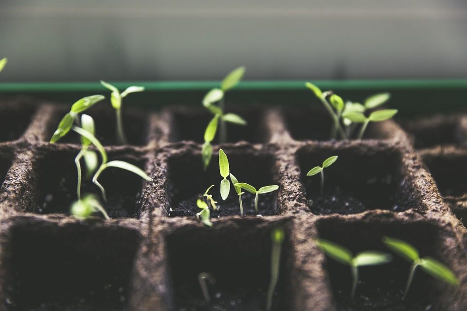 Pflanzen anbauen Mitten in der Stadt? Urban Farming wird immer beliebter – Foto: © Markus Spiske / pixabay.com