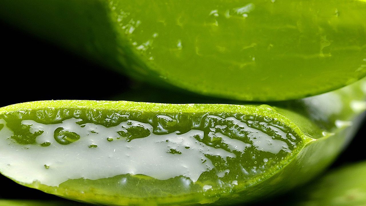 4. Aloe Vera lindert Sonnenbrände. - Fotocredit: Pixabay/casellesingold