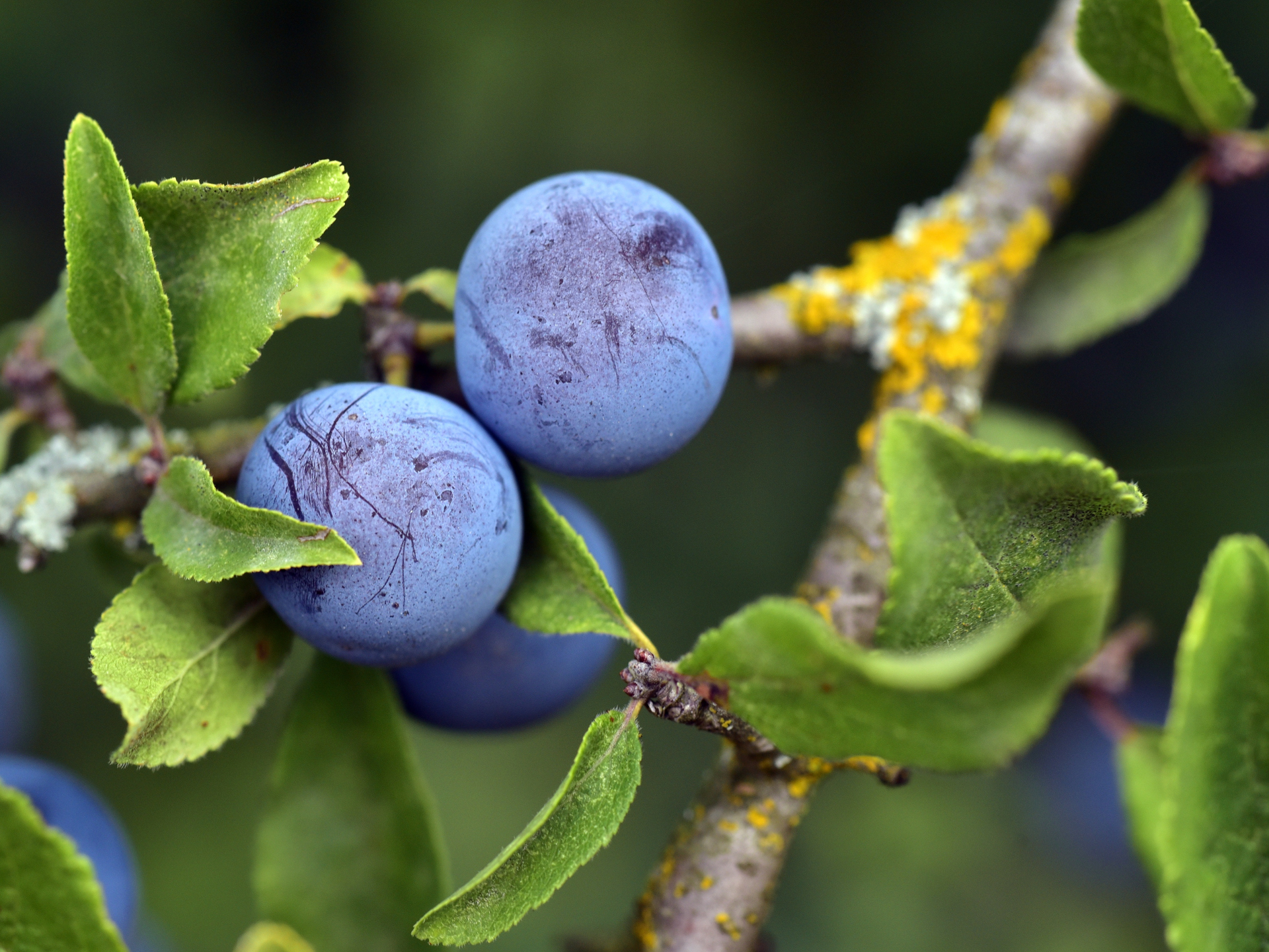 Тернослива гордость сибири. Терн (Prunus spinosa). Слива колючая Терн. Торн ягода синяя.