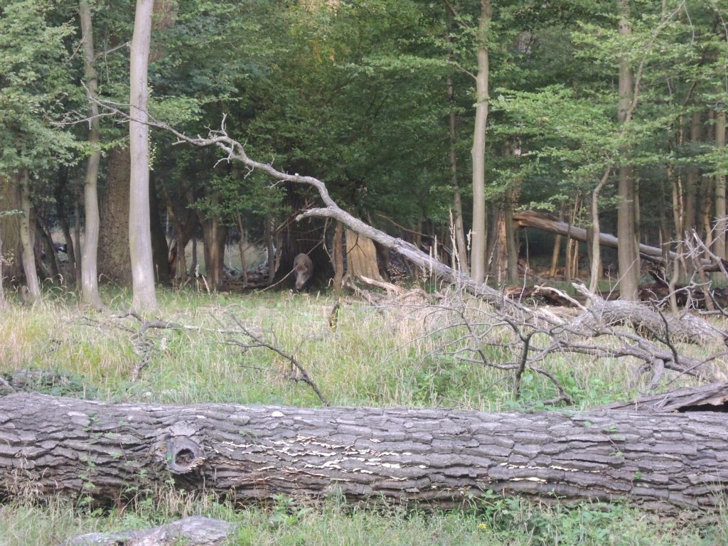 Lainzer Tiergarten, Fotocredits: Energieleben Redaktion