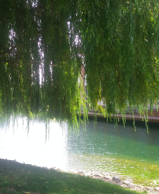 Romantic in the city – unter einem schattigen Baum mit Blick aufs Wasser das Leben genießen? Kein Problem im Viertel Zwei