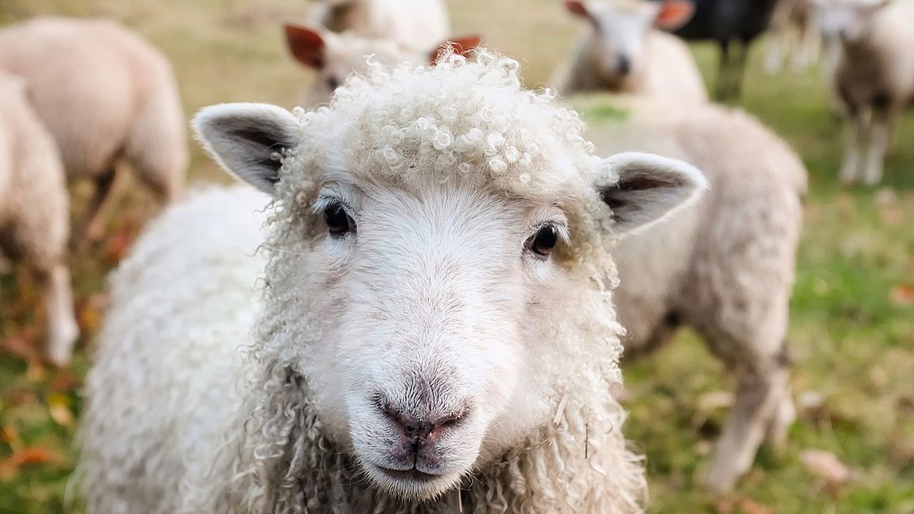 3. Ein Ausflug auf den Bauernhof ist gerade für Stadtkinder ein wahres Abenteuer. - Fotocredit: Pixabay/12019