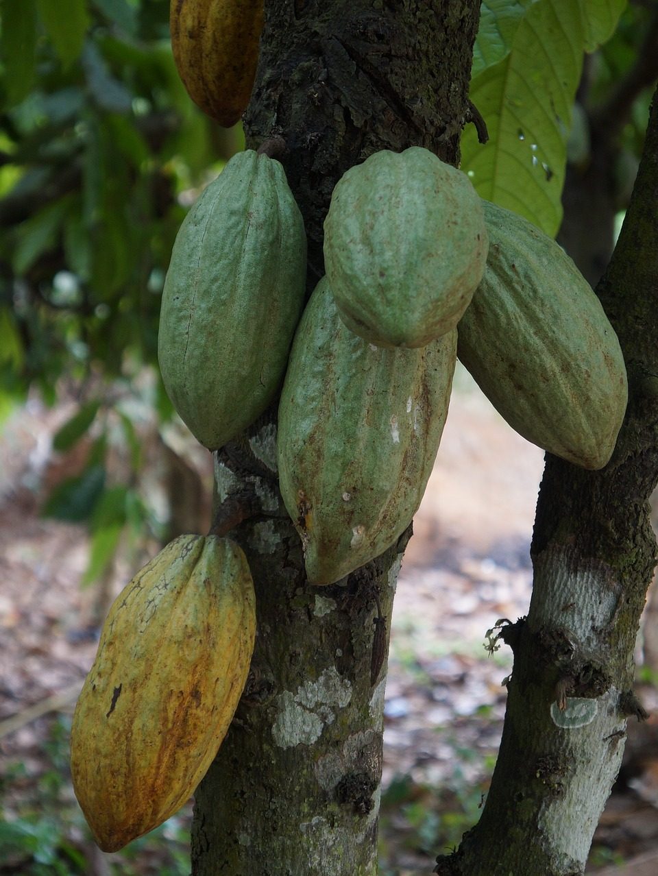 Energie aus Kakaoschalen? In Ghana vielleicht bald Realität – Foto: © Diraw / pixabay.com