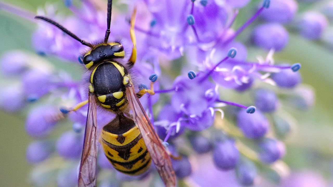 6. Wespen sind nützlich. In Österreich stehen sie unter Artenschutz. Grundlos töten soll man sie nicht. - Fotocredit: Pixabay/wal-172619