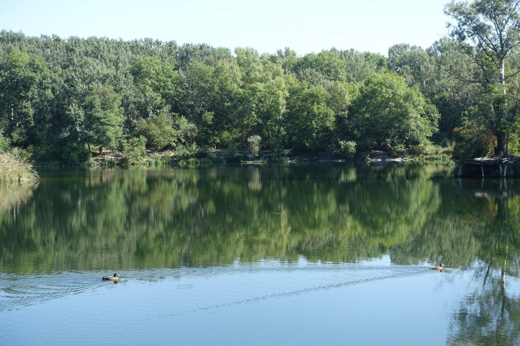 Enten in der Lobau, Photocredits: Energieleben Redaktion