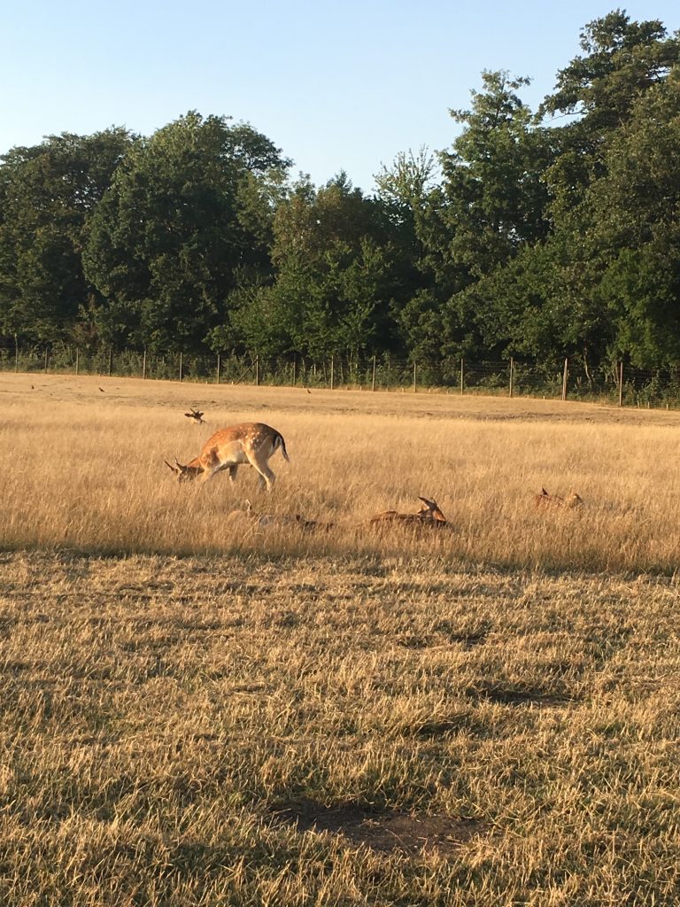 Rehe im Lainzer Tiergarten, Photocredits: Energieleben Redaktion