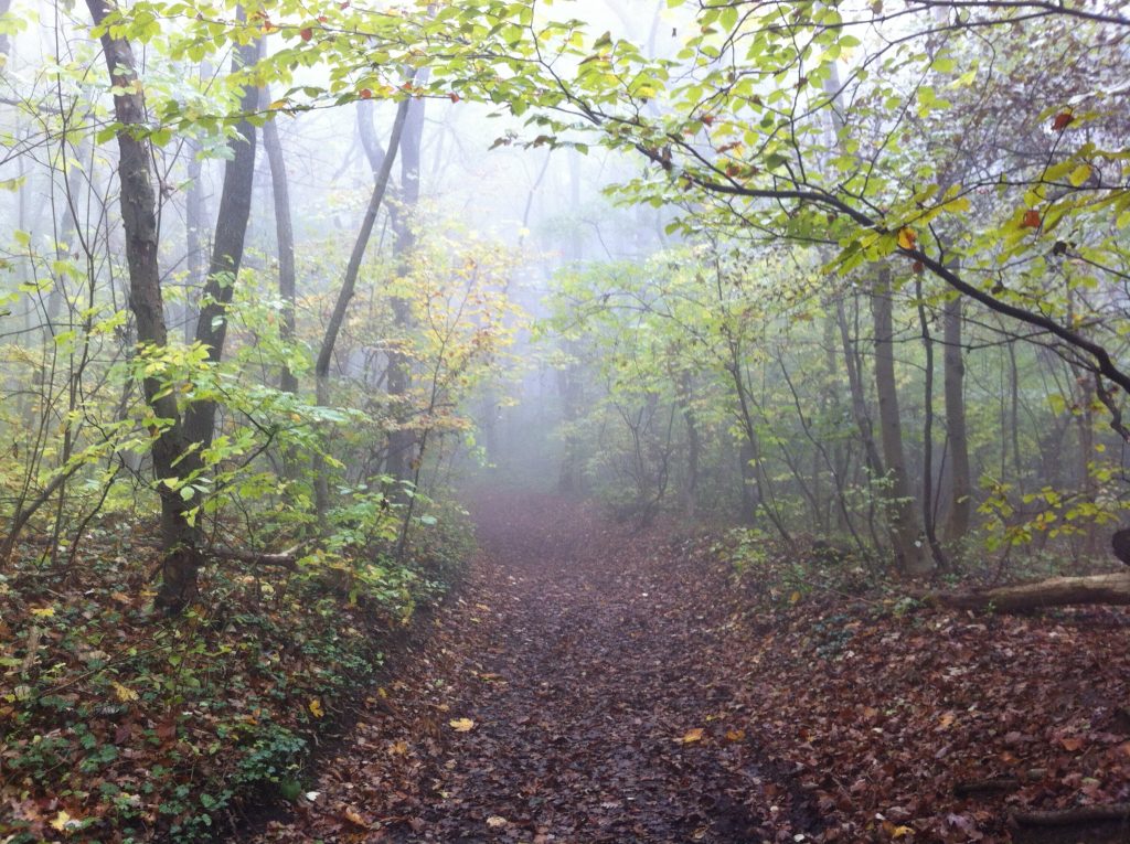 Waldweg im Wienerwald, Photocredits: Energieleben Redaktion