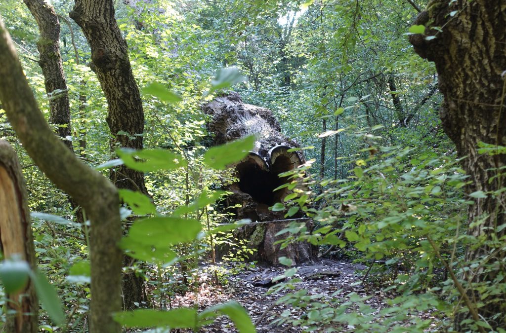 Wald in der Lobau, Photocredits: Energieleben Redaktion