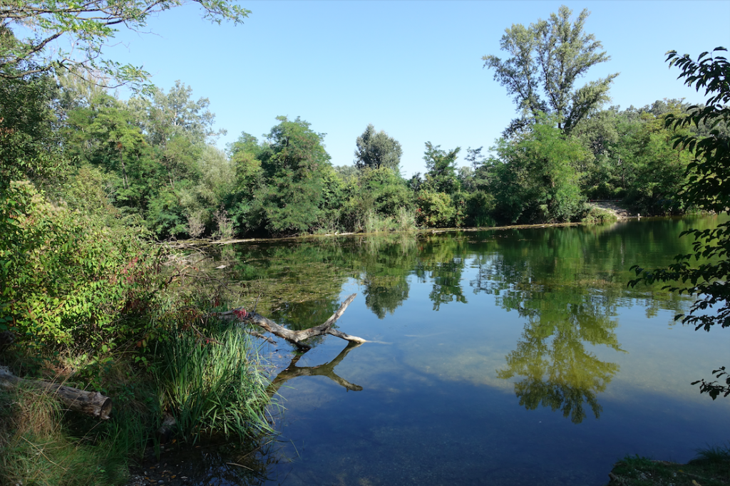 Die Lobau ist eine der beeindruckendsten Naturlandschaften Wiens! Fotocredit: Energieleben Redaktion