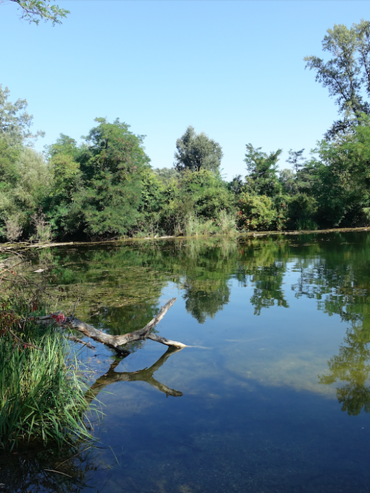 Die Lobau ist eine der beeindruckendsten Naturlandschaften Wiens! Fotocredit: Energieleben Redaktion