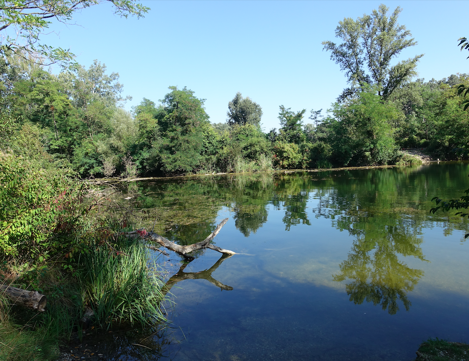 Die Lobau ist eine der beeindruckendsten Naturlandschaften Wiens! Fotocredit: Energieleben Redaktion