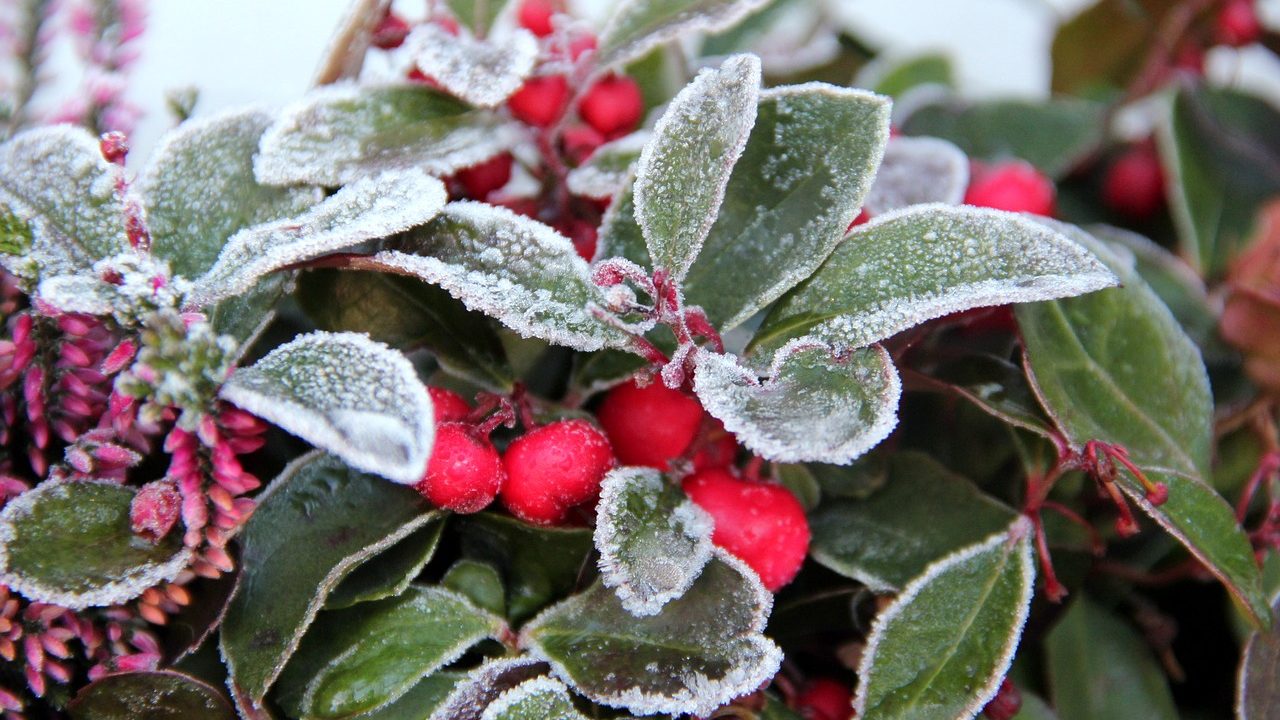 1. Denk an deine Pflanzen! Sie brauchen jetzt die richtige Versorgung für den Winter! - Fotocredit: Pixabay/-utekuehne