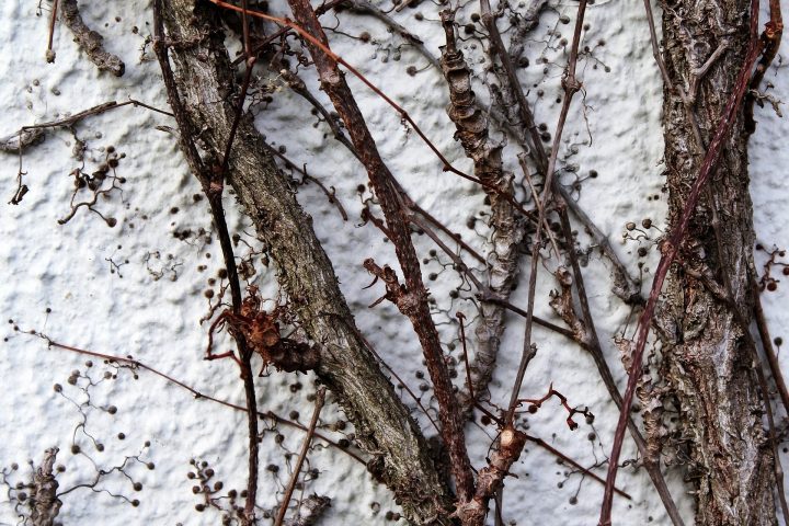 Fassadenbegrünungen im Winter punkten mit Struktur / Fotocredit: TanteTati - pixabay