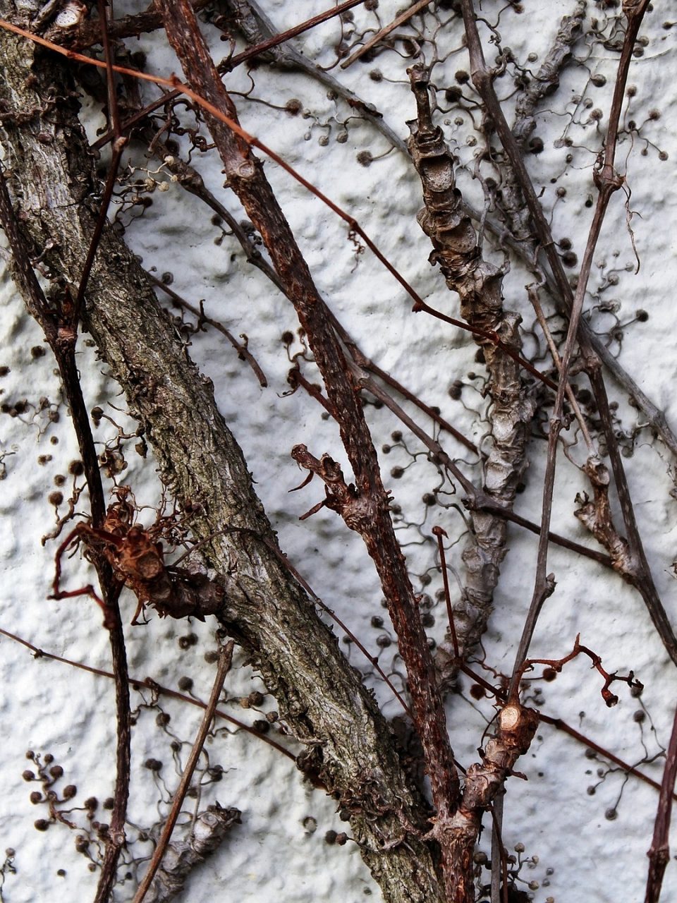 Fassadenbegrünungen im Winter punkten mit Struktur / Fotocredit: TanteTati - pixabay