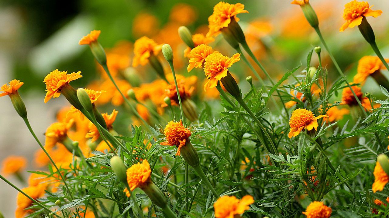 3. Tagetes - Fotocredit: Pixabay/_Alicja_