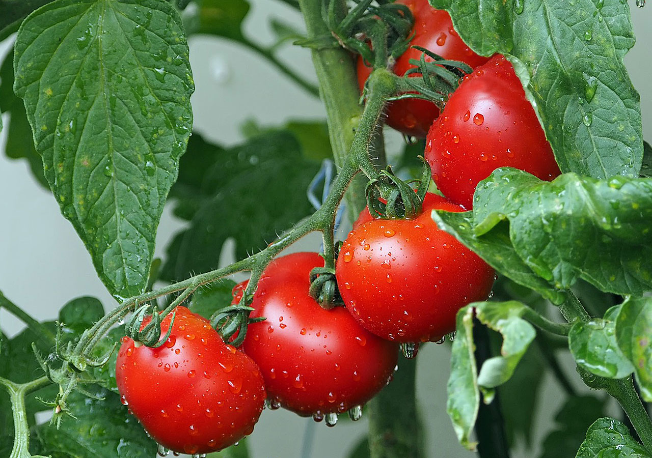 Topliste Diese Pflanzen vertragen sich bestens mit deinen Tomaten