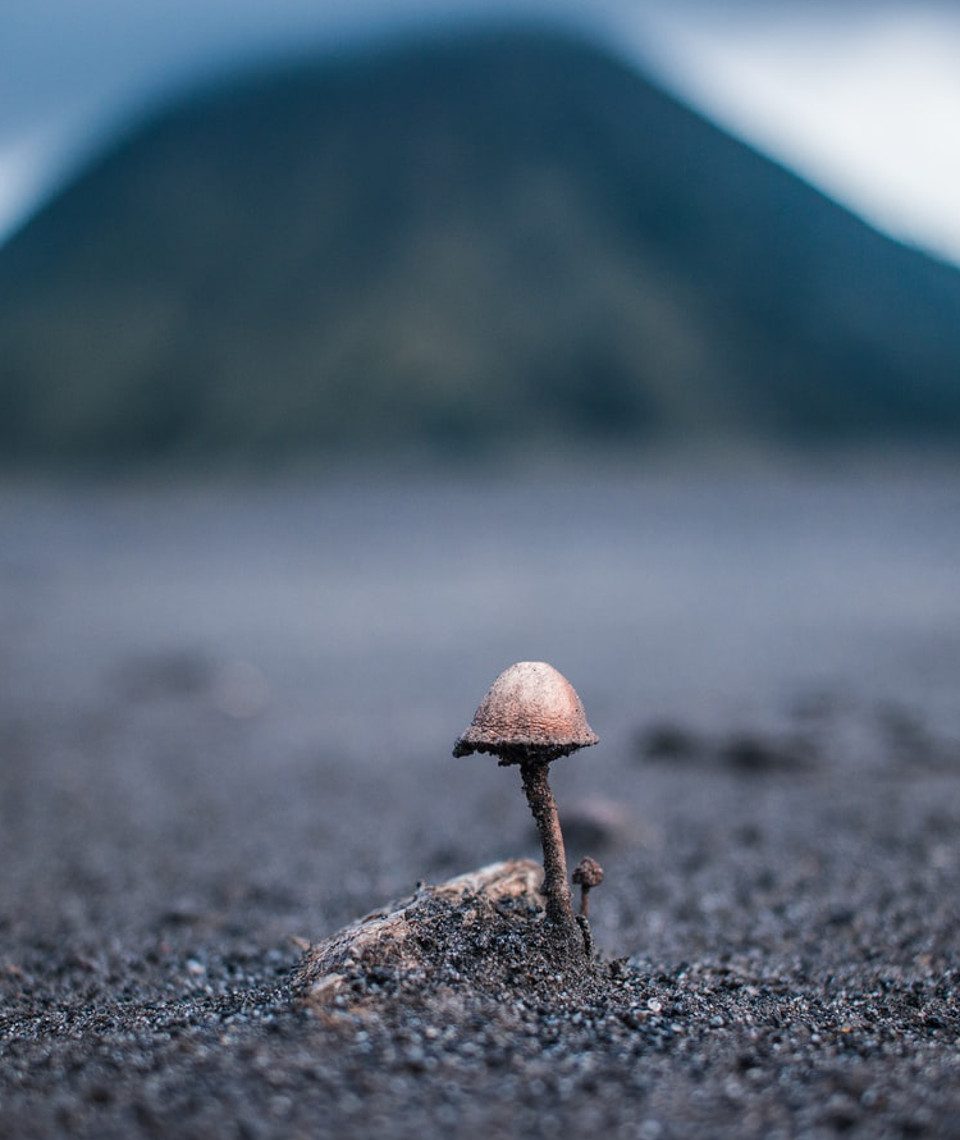 Fotocredit: Unsplash