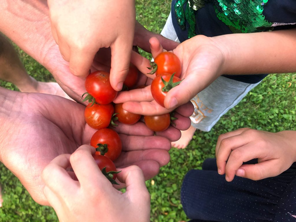 Frische Tomaten essen