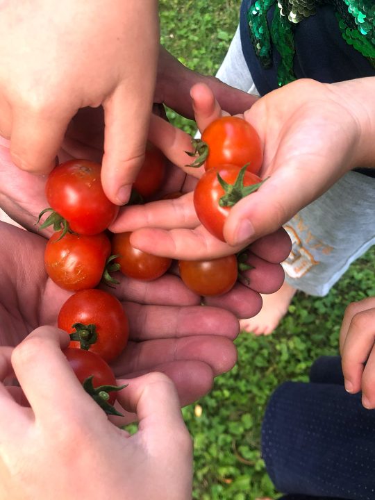 Frische Tomaten essen