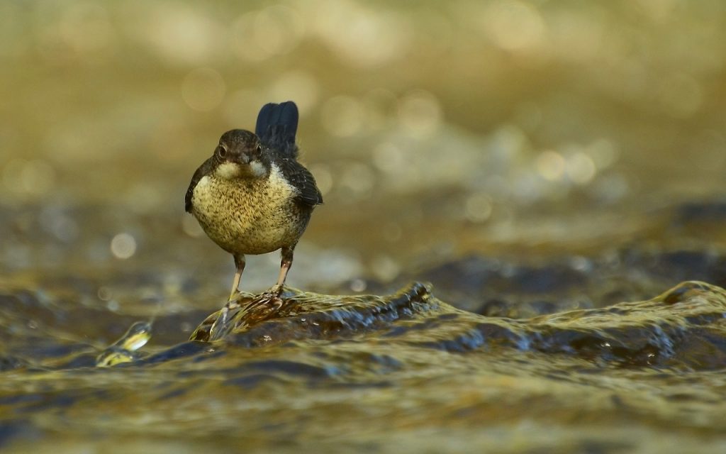 Wasseramsel - Fotocredit: Pixabay/mirokola